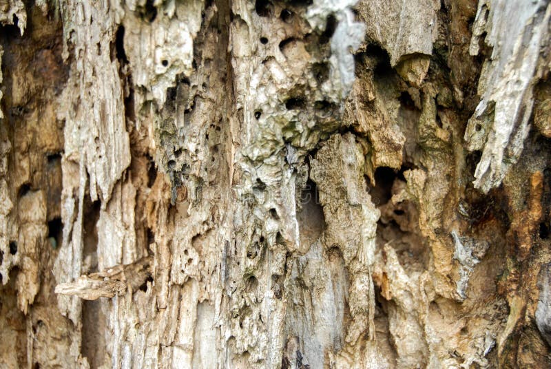 Old dead tree trunk stock photo. Image of wooden, detail 118571858