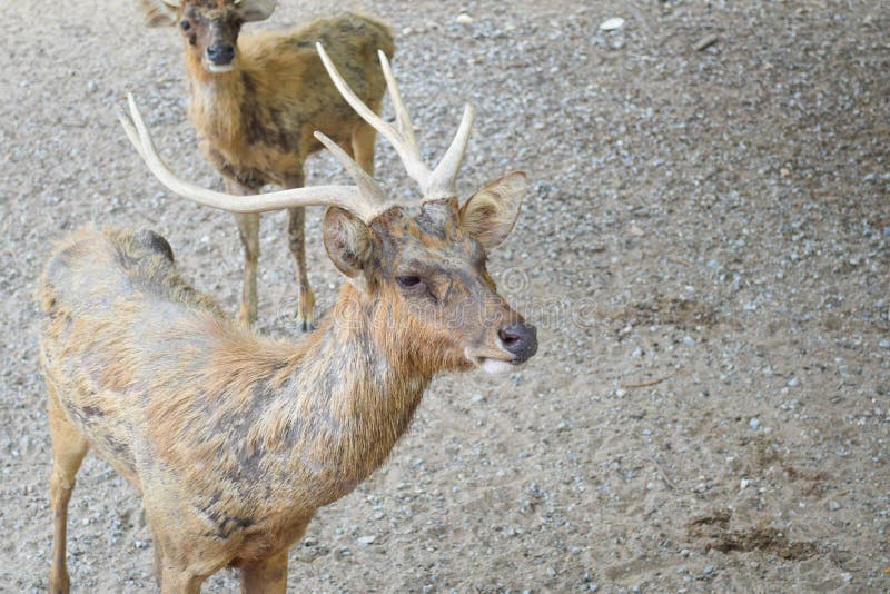 Old Deer stock image. Image of zoom, thailand, stag, group 50384091