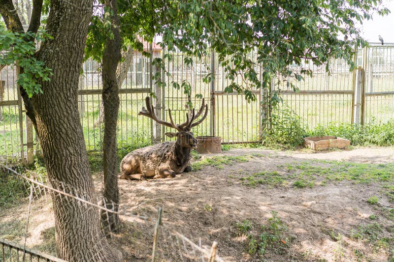 Old Deer Resting in the Shade Stock Image Image of antler, sitting