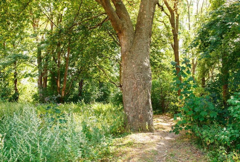 Old Dirt Road in the Forest Stock Image Image of foliage, plantation 174653745