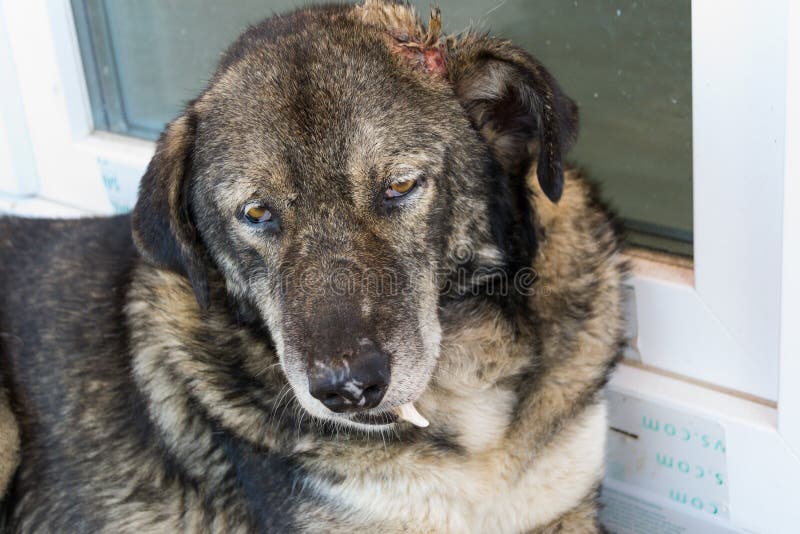 Old Dog with a Canine Tooth Broken after Dog Fight Stock Image Image of fight, pain 193226187