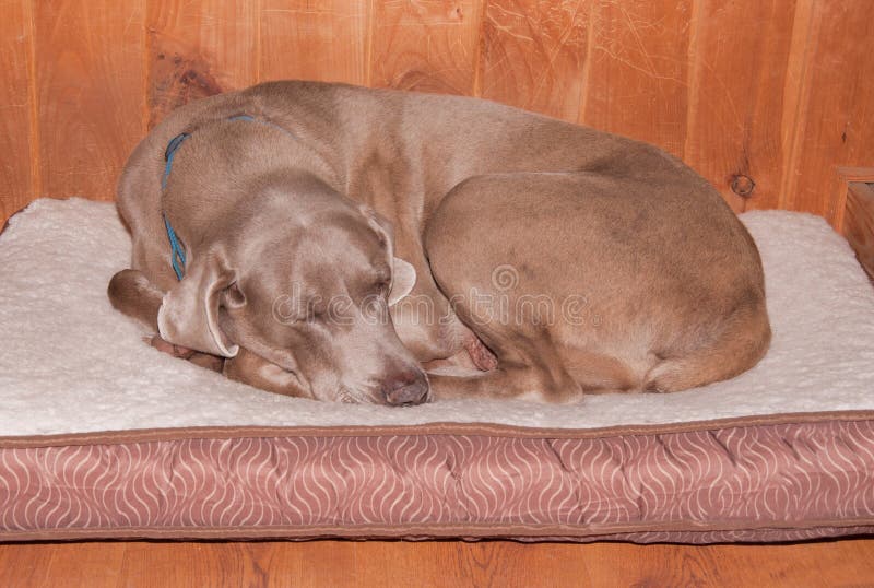 Old Dog Curled Up, Sleeping Happily Stock Image Image of indoors