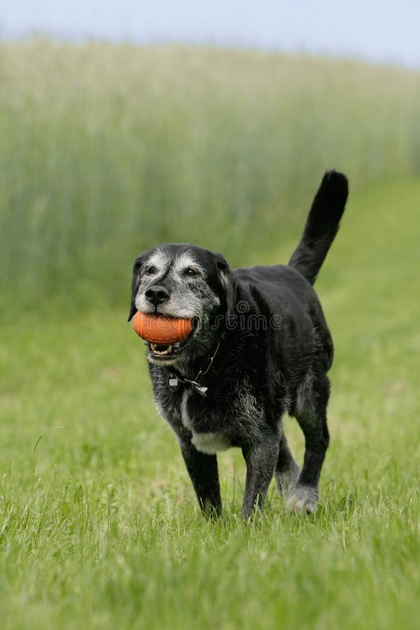 Old dog with dogtoy