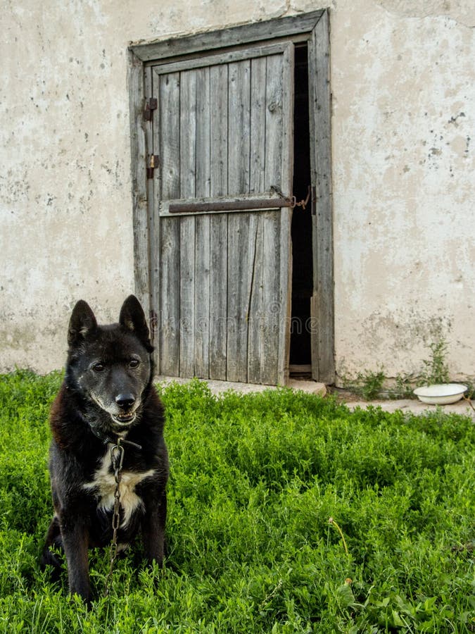 Dog Guarding The House Stock Image Image Of Building Architecture 80085 dog-guarding-the-house-stock-image-image-of-building-architecture-80085