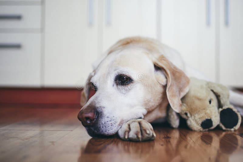 Old dog in home kitchen