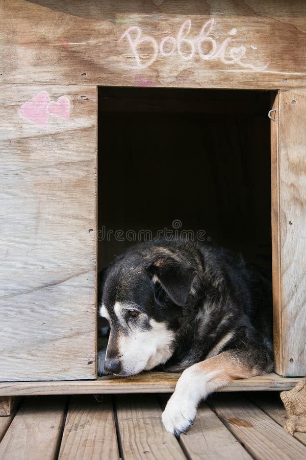 Dog Tongue Licking Kennel Stock Photos Free & RoyaltyFree Stock