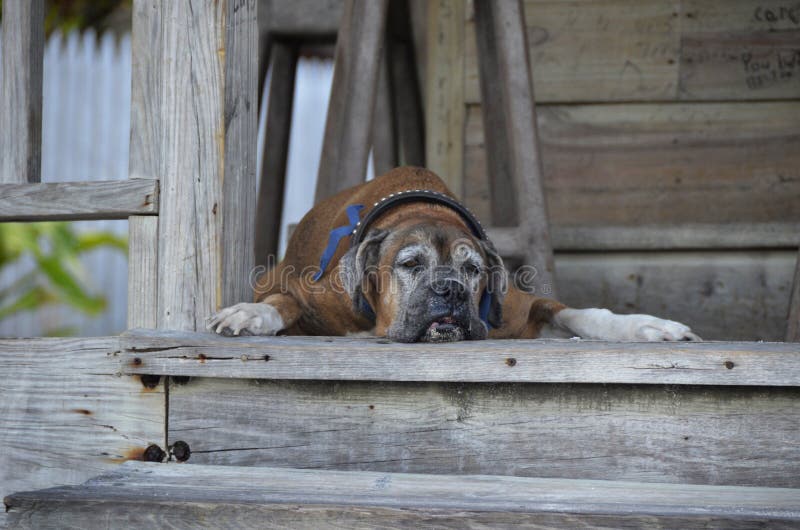 Old Dog stock images Old Dog stock images