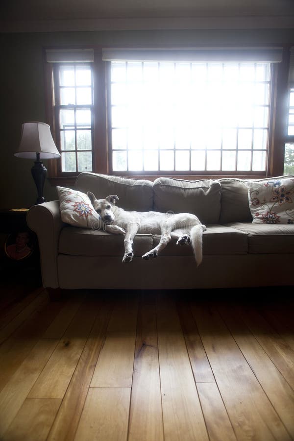 Rodinný pes robí sama veľmi pohodlné na obývacia izba gauč.