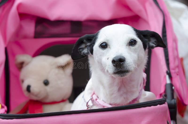 Old dog in pushchair