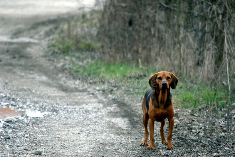 are serbian hounds good guard dogs