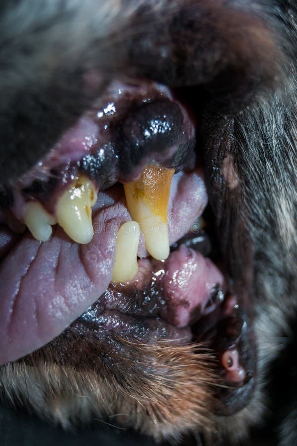 dog dental calculus dog dental calculus