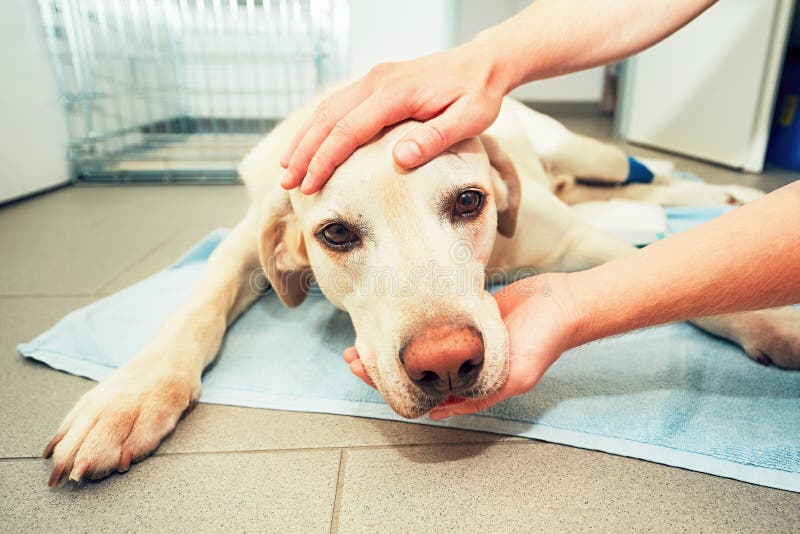 Old dog in veterinary clinic