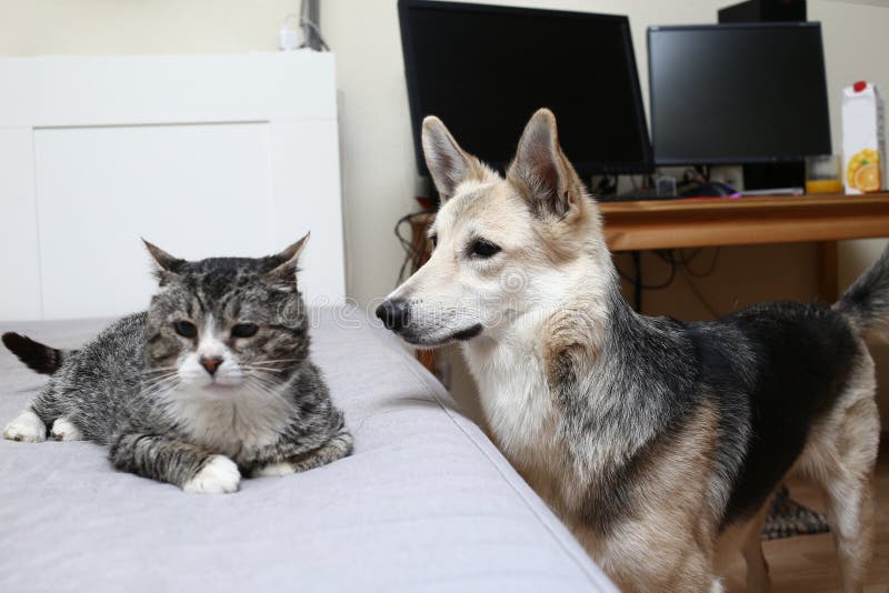 are tamaskan dogs good with cats