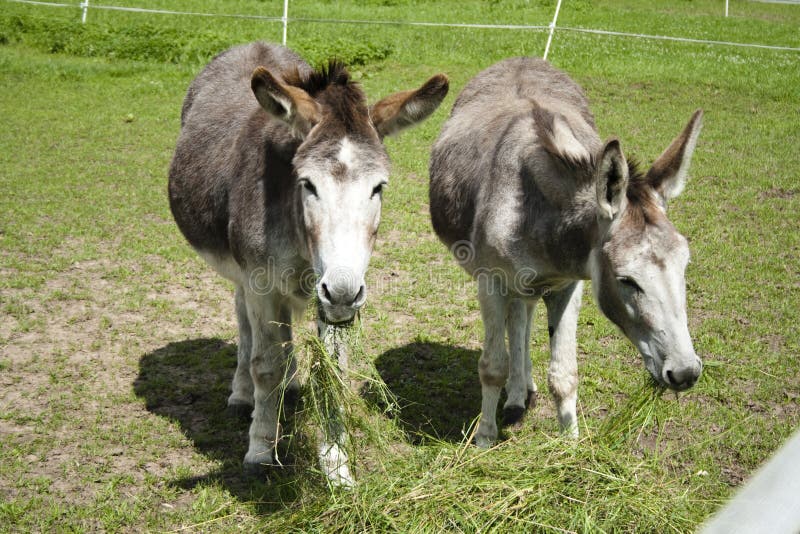 Old Donkeys eating Grass stock image. Image of donkey 33029211