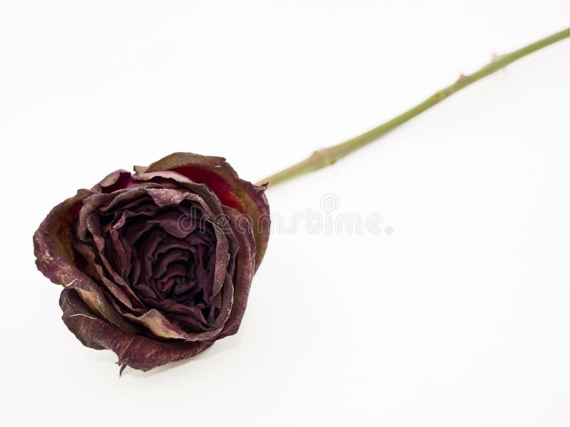 Two Old Dried Roses, One Red and One White - Black and White