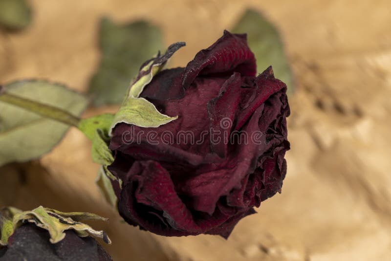 1,400+ Dry Rose Petals Stock Photos, Pictures & Royalty-Free