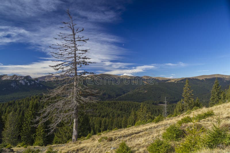 Una foto abeto en primer plano montanas en.