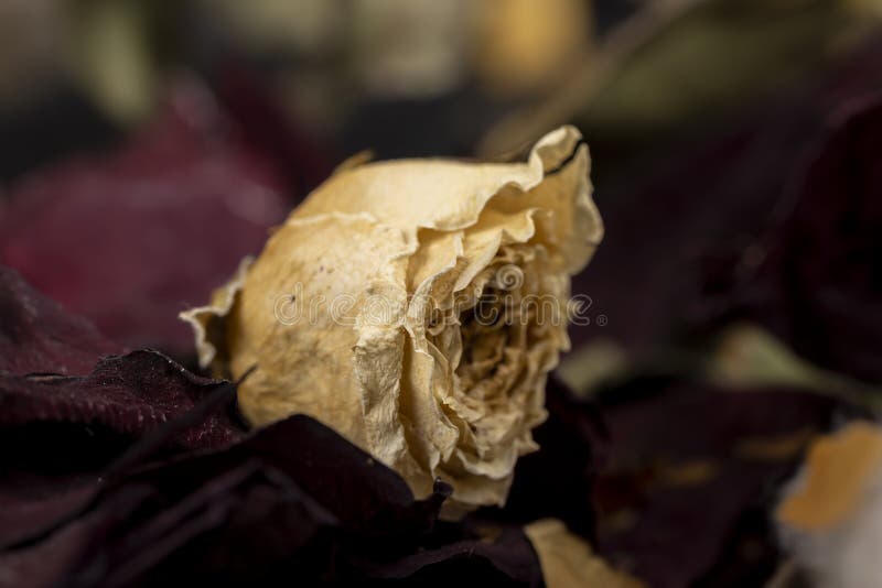 11,563 Dry Petals Rose Stock Photos - Free & Royalty-Free Stock Photos from  Dreamstime