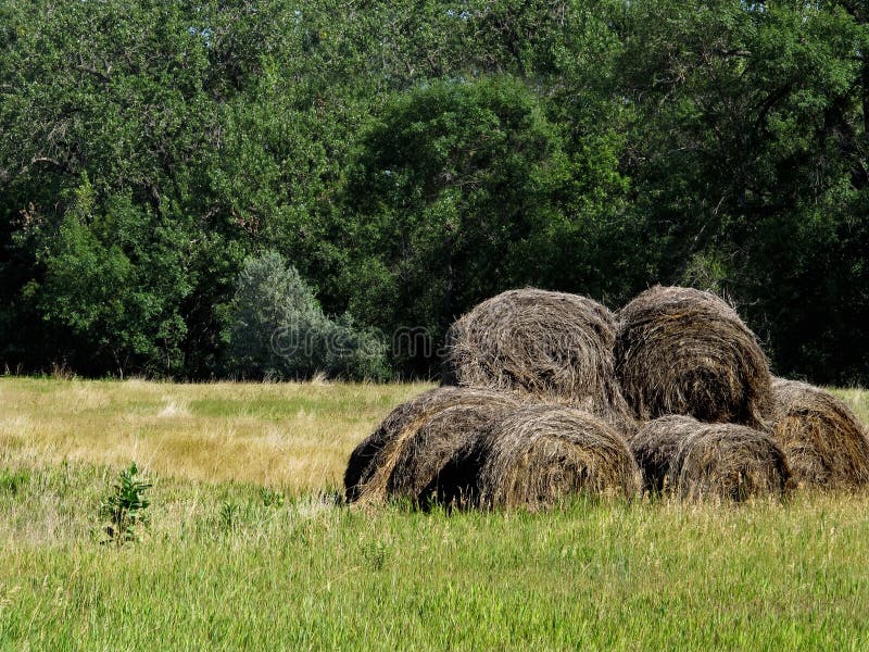 Old dry round hay bales stock photo. Image of midwest 26564434