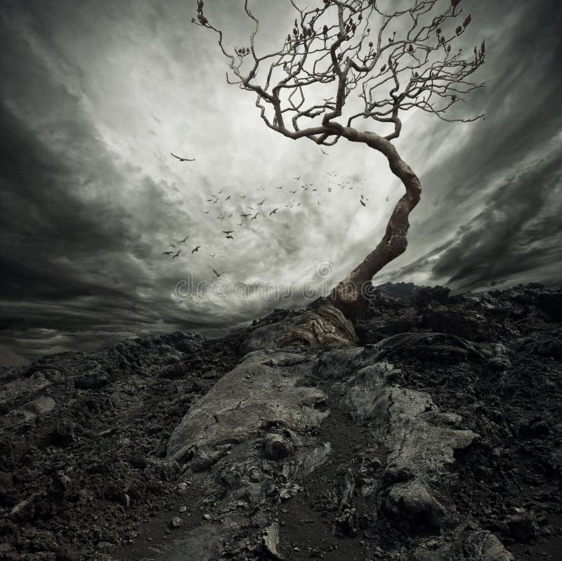 El cielo a través de viejo solitario un árbol.