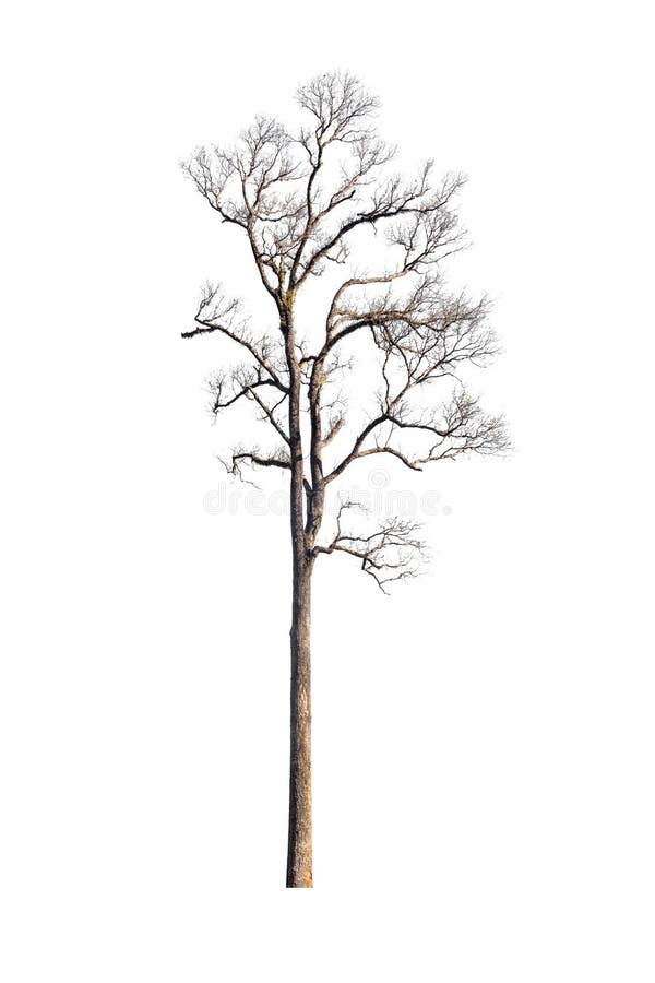 Old dry tree isolated on white