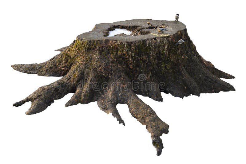 Old dry tree stump isolated on white background. Old dry tree stump isolated on white background