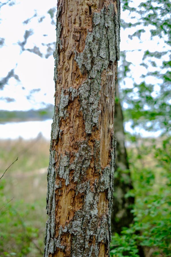 Old Dry Tree Trunks and Stomps in Green Spring Forest Stock Photo Image of bushes, park 147392074