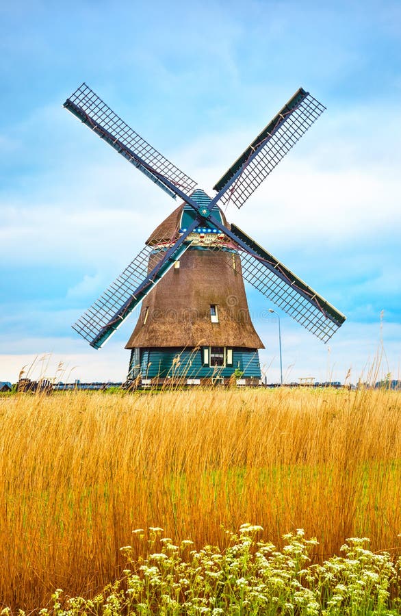 Old Dutch mill with yellow wheat royalty free stock image