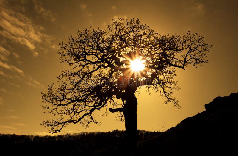 Old eak with sun stock photography