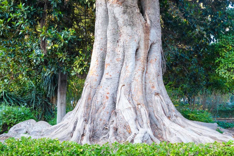 Slippery Elm Tree – Green Thumbs Garden
