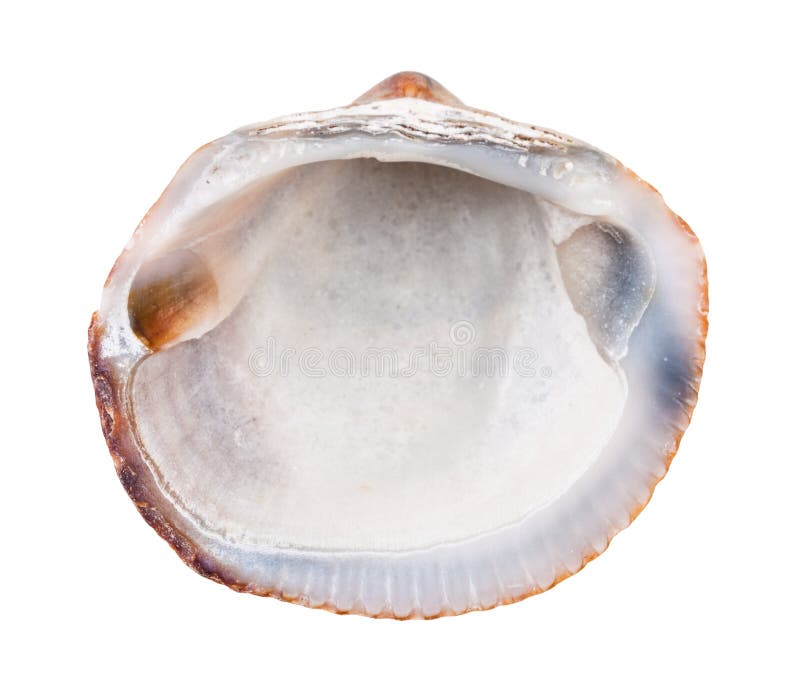 Old empty shell of clam isolated on white stock images