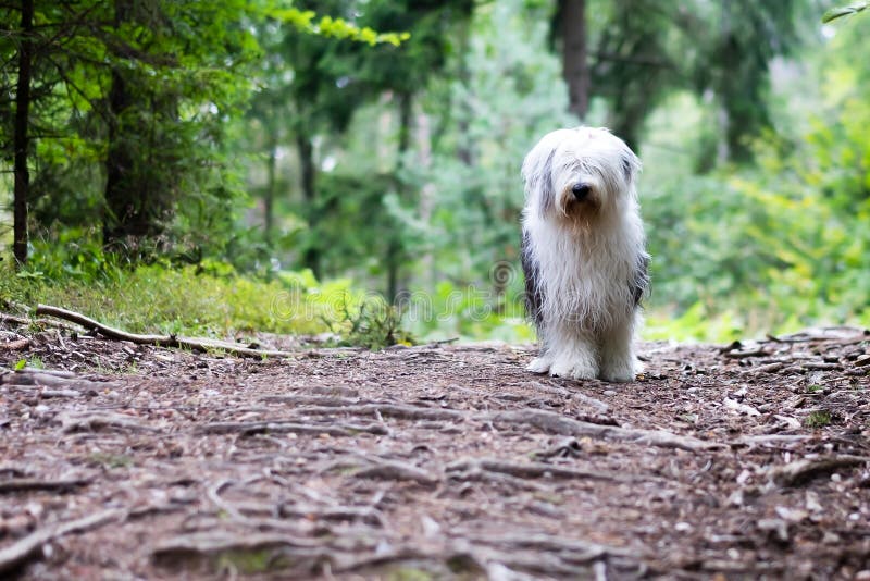 An old engish sheepdog in the wood