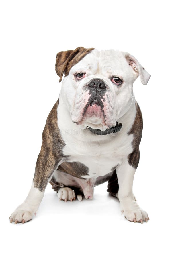 7+ Old english bulldog Free Stock Photos - StockFreeImages