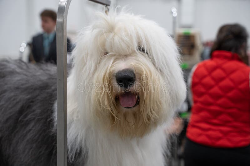 Mais de 3 imagens grátis de Old English Sheepdog e Cachorro - Pixabay