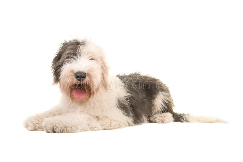 Foto De Stock Old English Sheepdog, Royalty-Free