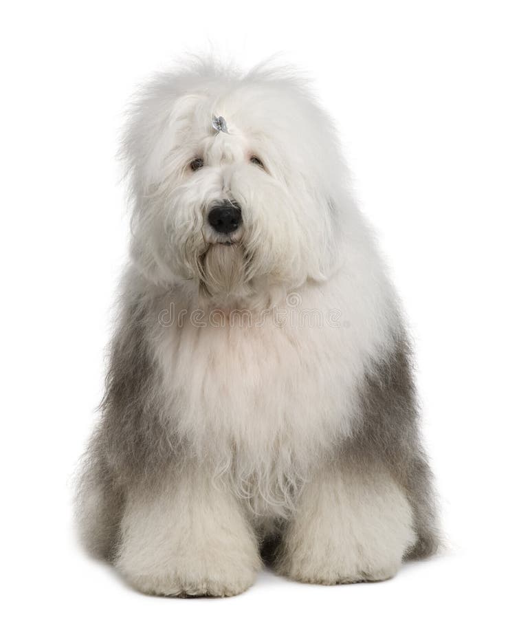 Puppy Of Old English Sheepdog In Snowy Field Stock Photo, Picture and  Royalty Free Image. Image 11977457.