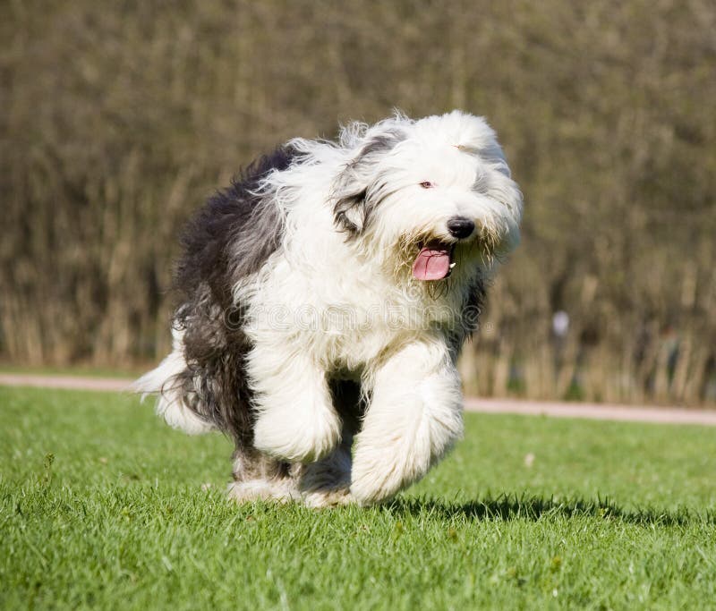 Old English Sheepdog Resting In Green Grass Stock Photo, Picture