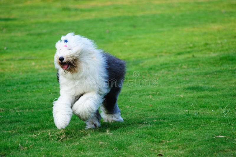 Old English Sheepdog Resting In Green Grass Stock Photo, Picture