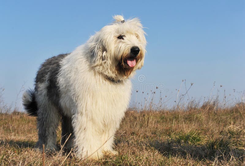 Old English Sheepdog, 1 Year old, sitting in front of white background  Stock Photo by ©lifeonwhite 10886126