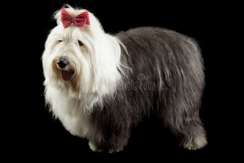 Old english sheepdog cross hi-res stock photography and images - Alamy