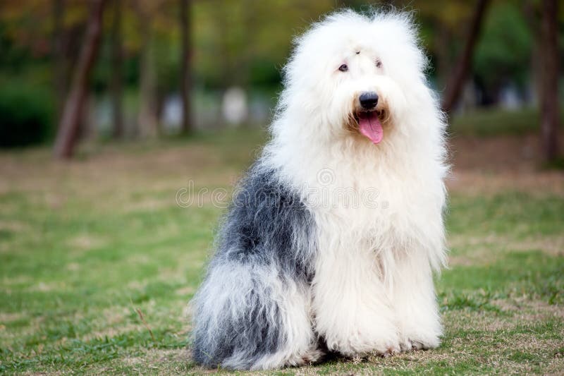 Old English Sheepdog, 1 Year old, sitting in front of white background  Stock Photo by ©lifeonwhite 10886126