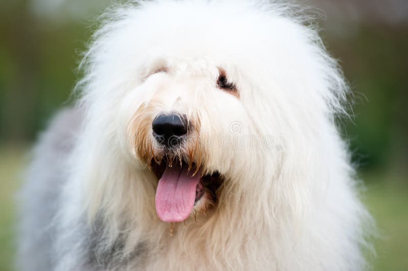 Old English Sheepdog, 1 Year old, sitting in front of white background  Stock Photo by ©lifeonwhite 10886126