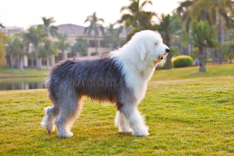 Old English Sheepdog Resting In Green Grass Stock Photo, Picture