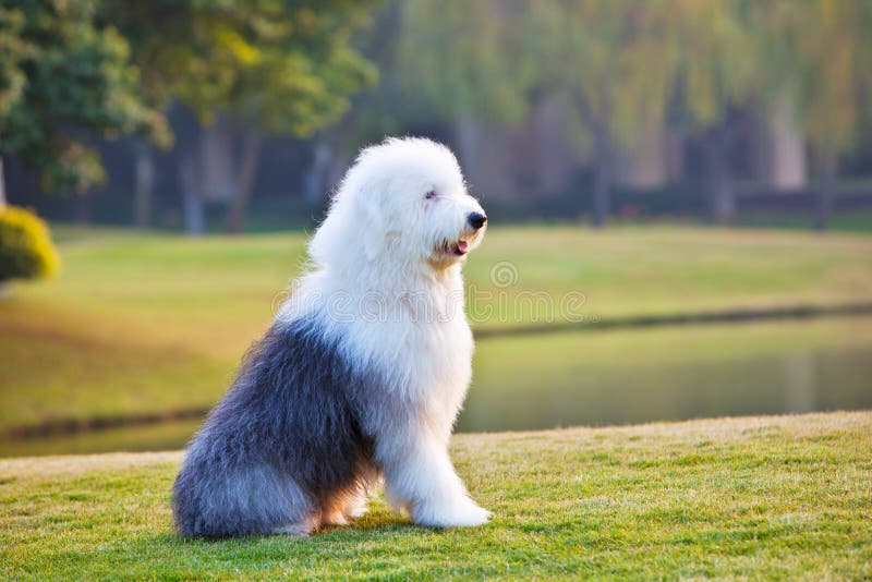 Old English Sheepdog Resting In Green Grass Stock Photo, Picture