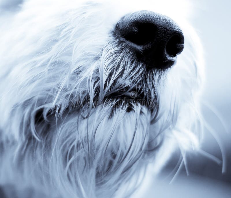 676 Old English Sheepdog Stock Photos - Free & Royalty-Free Stock Photos  from Dreamstime