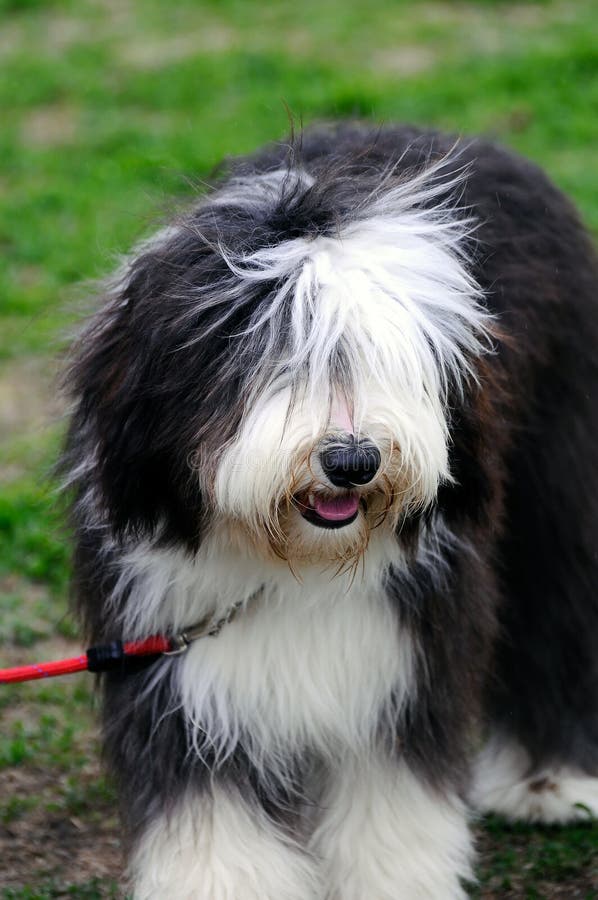 Old English Sheepdog, 1 Year old, sitting in front of white background  Stock Photo by ©lifeonwhite 10886126