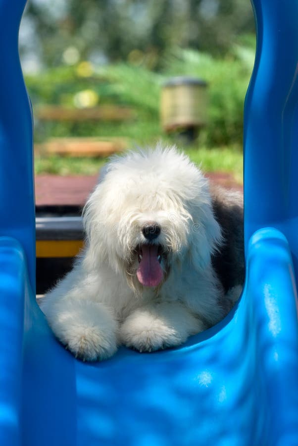 Newborn Old English Sheepdog Stock Photo - Image of hands, infant: 21647180