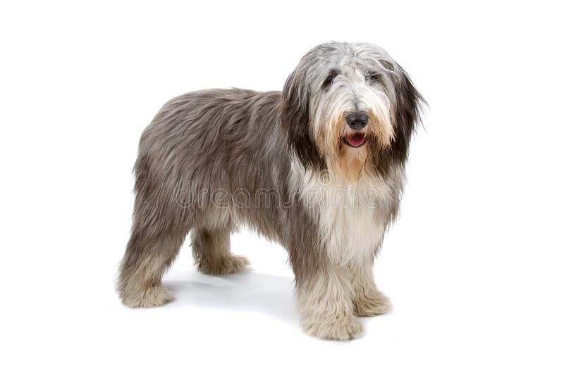 Bobtail and Bearded Collies, Old English Shepherd Dog Stock Photo - Alamy