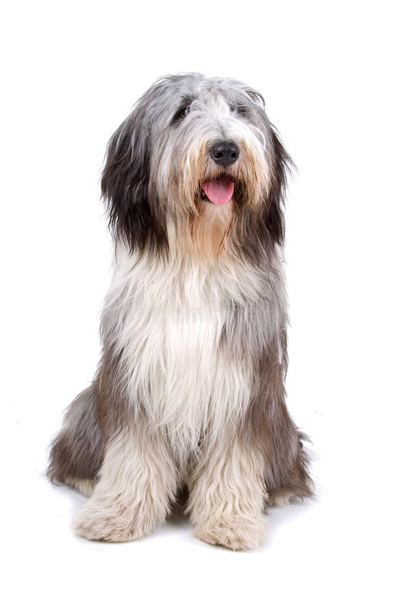 Old English Sheepdog Sitting In White Studio Stock Photo, Picture and  Royalty Free Image. Image 66897264.