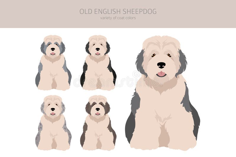 Old English Sheepdog Vector Illustration Royalty Free SVG, Cliparts,  Vectors, and Stock Illustration. Image 87466834.